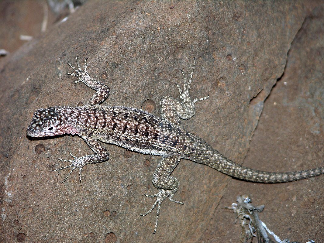 Galapagos 2-2-09 Santa Fe Lava Lizard